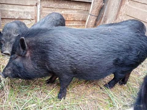 előhasu anyák. előhasu anyák.