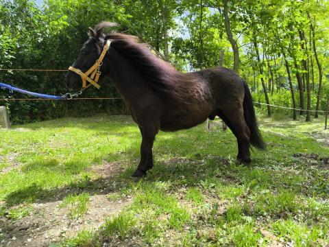 Falabella mini ló gazdit keres Falabella mini ló gazdit keres