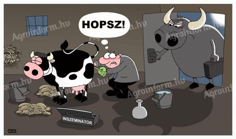 Szarvasmarha inszeminátor Pest-Bácskiskun vármegyében