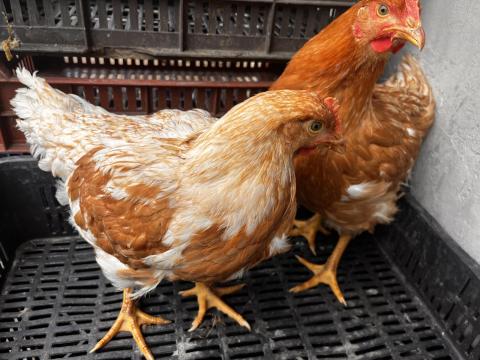 Red Master Red Master