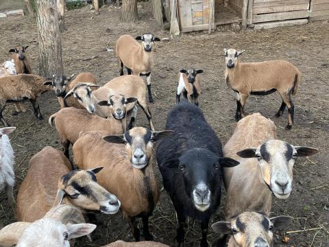 Kameruni bárányok eladók Kameruni bárányok eladók