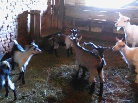 Eladó kecskék Eladó kecskék