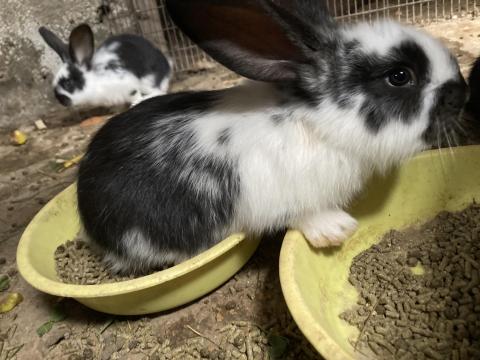 Választási nyúl Választási nyúl