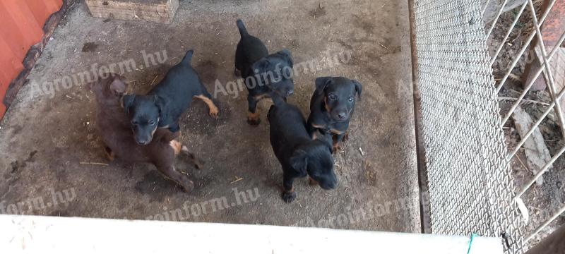 Jagdterrier,  fajtatiszta jellegű