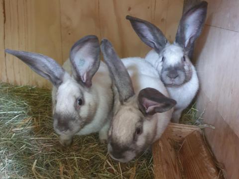 Fekete szallander székely bakok Fekete szallander székely bakok