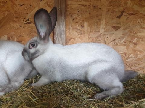Fekete szallander székely nőstények Fekete szallander székely nőstények