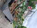 Krone