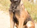 Malinois (rövid szőrű belga juhászkutya)