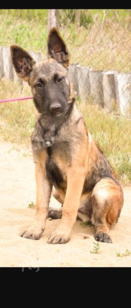 Malinois (rövid szőrű belga juhászkutya)