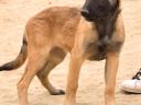 Malinois (rövid szőrű belga juhászkutya)