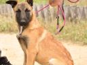 Malinois (rövid szőrű belga juhászkutya)