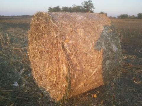160 kukorica kóróbála eladó 160 kukorica kóróbála eladó