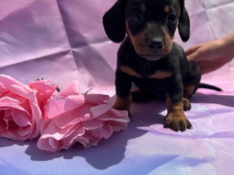 Fajtatiszta tacskó kiskutyák Fajtatiszta tacskó kiskutyák