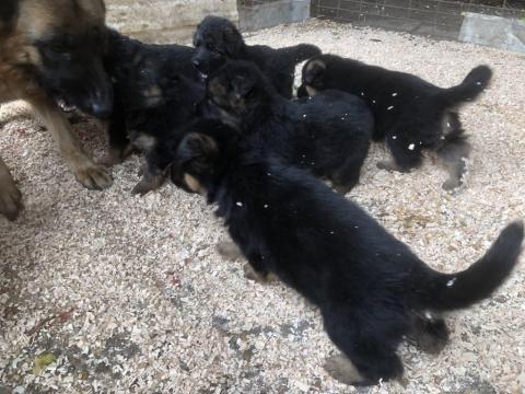 Német juhász jellegű kölykök Német juhász jellegű kölykök