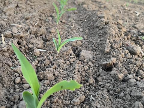 Szántóföldet vásárolnék/bérelnék Szántóföldet vásárolnék/bérelnék