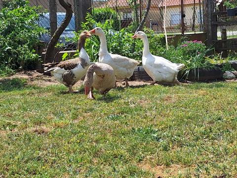 Eladó szabadtartású libák Eladó szabadtartású libák