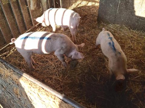 Malacok eladók Malacok eladók