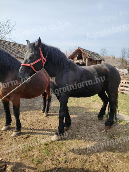 Eladó a képen látható lovak
