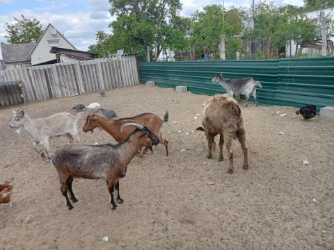 Kecskék eladók Kecskék eladók