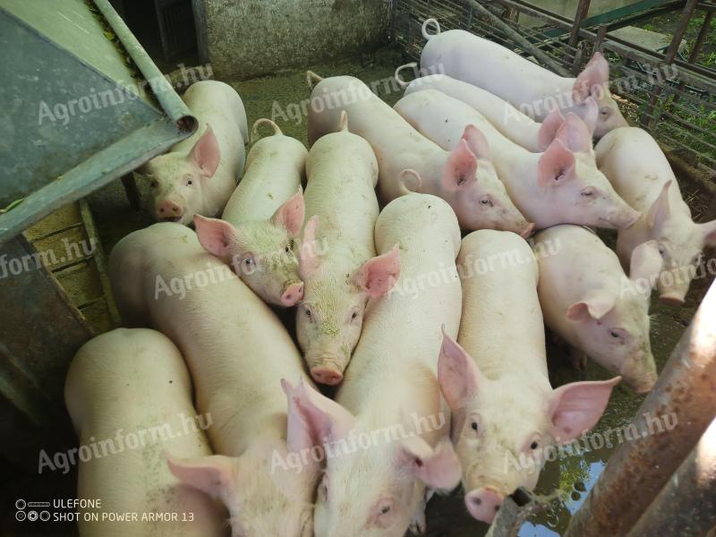 25 kg átlagsúlyú malacok eladók