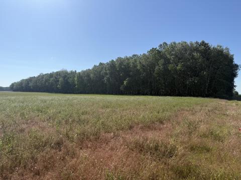 80 hektár erdő eladó