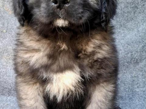 Kaukázusi juhász kölykök törzskönyvvel Kaukázusi juhász kölykök törzskönyvvel