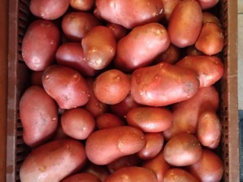 Új burgonya Új burgonya