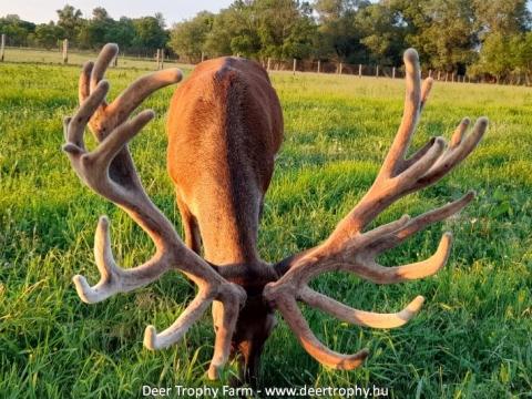 Gímszarvas tenyészállat Gímszarvas tenyészállat