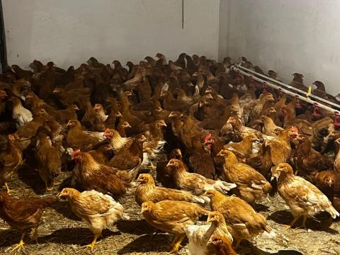 Jérce eladó baromfi, csirke, tyúk Jérce eladó baromfi, csirke, tyúk
