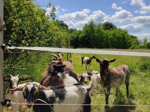 Szépséges kecskegidák Szépséges kecskegidák