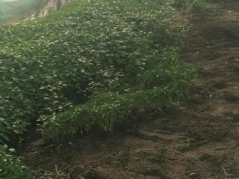 Fűszerpaprika palànta Fűszerpaprika palànta