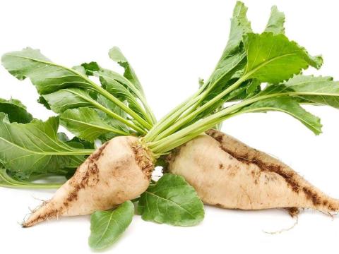 Cukorrépa C-komplex dr. Szakál Pál Győrszentiván lombtrágya Cukorrépa C-komplex dr. Szakál Pál Győrszentiván lombtrágya