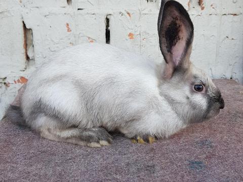 Székely bakok származási lappal Székely bakok származási lappal