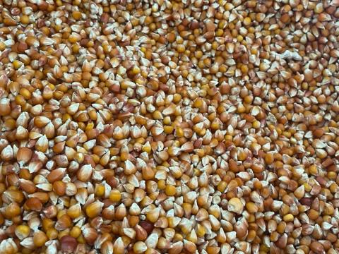 Madáreleség (Gritz) kukorica Madáreleség (Gritz) kukorica