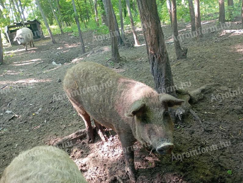 Mangalica süldő eladó.