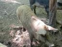 Mangalica süldő eladó.