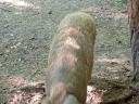 Mangalica süldő eladó.