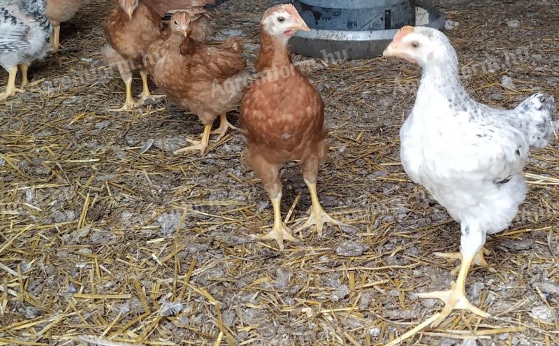 Előnevelt csirke eladó Hajdúnánáson