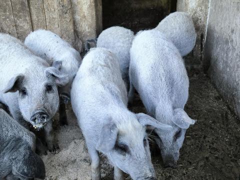 Tisztavérű szőke mangalica süldők Tisztavérű szőke mangalica süldők