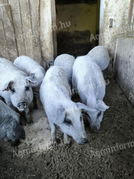 Tisztavérű szőke mangalica süldők