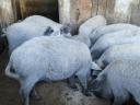 Tisztavérű szőke mangalica süldők