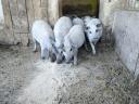 Tisztavérű szőke mangalica süldők