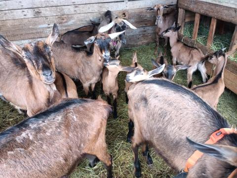 Alpesi őzbarna bakkecske gida Alpesi őzbarna bakkecske gida