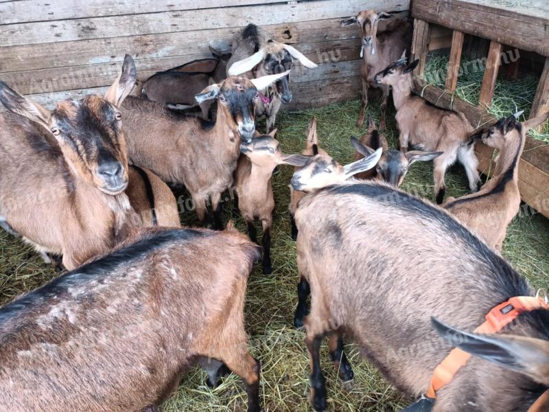 Alpesi őzbarna bakkecske gida