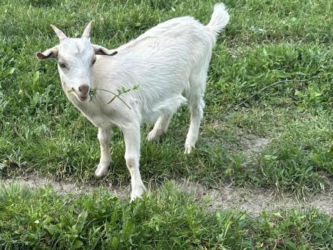 Eladó bak kecske és gida Eladó bak kecske és gida