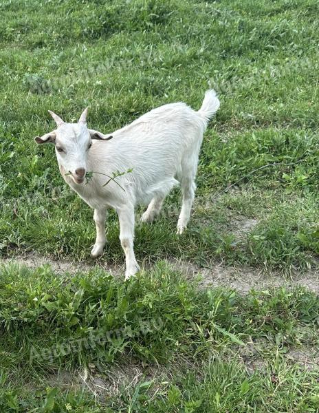 Eladó bak kecske és gida