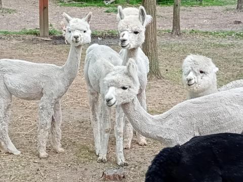 Pihe-puha kis alpaka keresi gazdáját Pihe-puha kis alpaka keresi gazdáját