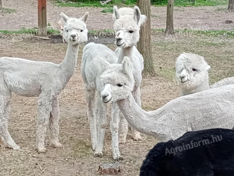 Pihe-puha kis alpaka keresi gazdáját