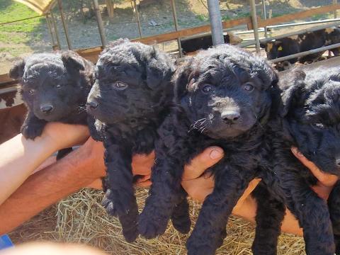 Mudi kiskutyák Mudi kiskutyák