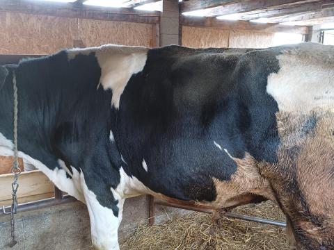 Hf. Bika eladó Vácdukán Hf. Bika eladó Vácdukán